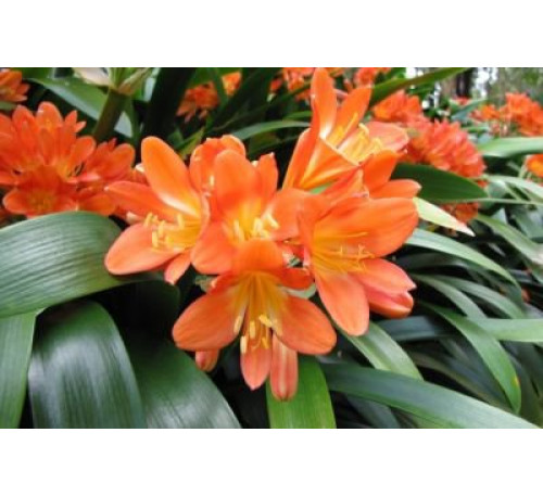Клівія кіноварна (Clivia miniata )
